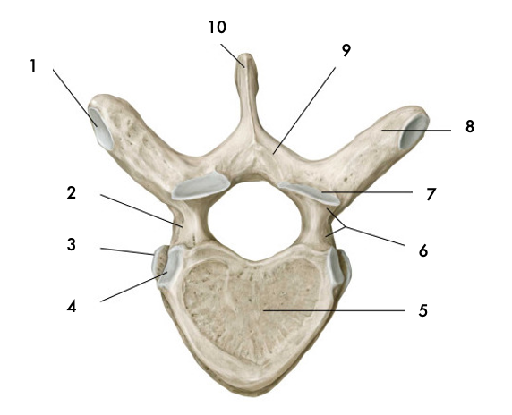 <p>Facette costale du processus transverse</p>