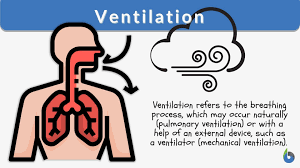 <p>Moving air in and out of lungs</p>