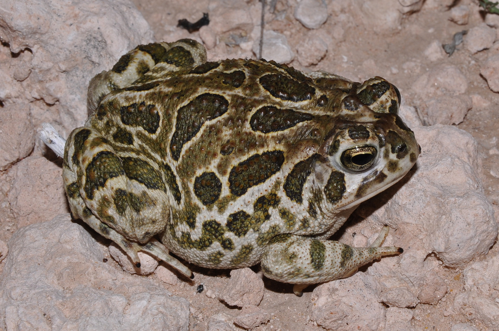 Bufonidae - Anaxyrus cognatus