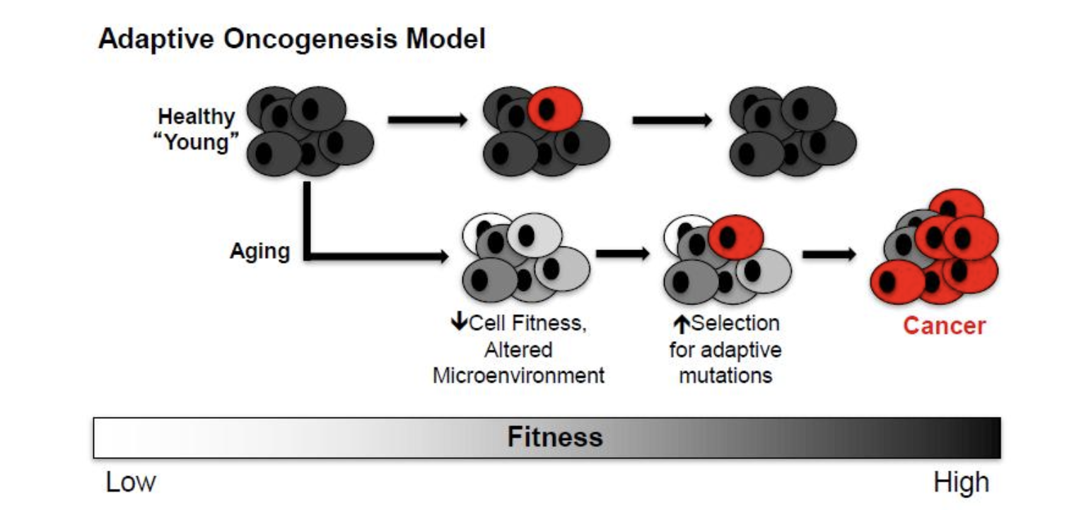 <ul><li><p><span>The ability of an oncogene to induce cancer is </span><strong><span>context specific</span></strong><span>.</span></p></li><li><p><span>In a healthy population, the ability of cells to effectively compete for niche space is high due to optimal progenitor </span><strong><span>cell fitness</span></strong><span>. Thus, this competition is inherently tumor suppressive.</span></p></li><li><p><span>but, if </span><strong><span>cellular fitness decreases </span></strong><span>as a result of aging or environmental insults, the acquisition of an oncogenic mutation could be </span><em><span>adaptive </span></em><span>due to its ability to correct or circumvent defective cellular function.</span></p></li><li><p><span>In this context, these cells would be selected for leading to carcinogenesis (oncogenically mutated and cancer cells are shown in red).</span></p></li></ul>