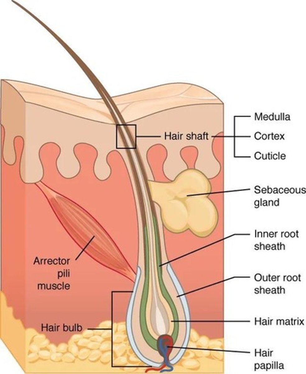 <p>Sebaceous glands secrete sebum (<span>oily substance)</span>, which lubricates and protects the epidermis and inhibits bacteria.</p>