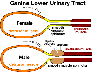 The muscle in the wall of the bladder; its contraction pushes urine out of the bladder