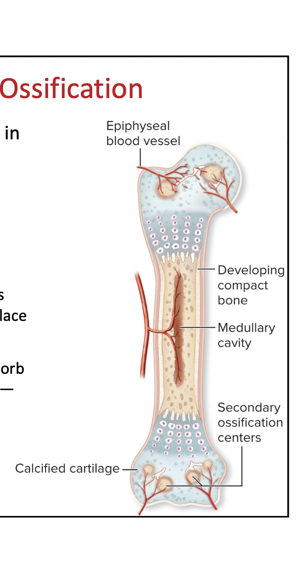 Secondary ossification centers form in the epiphyses

* (birth to early childhood)
* Hyaline cartilage in the center of the epiphysis calcifies and begins to degenerate
* Blood vessels and osteoprogenitor cells enter the bone and bone begins to replace the calcified cartilage
* Simultaneously, osteoclasts start to resorb some bone matrix within the diaphysis— creating the medullary cavity

4th Step of Endochondral Ossification