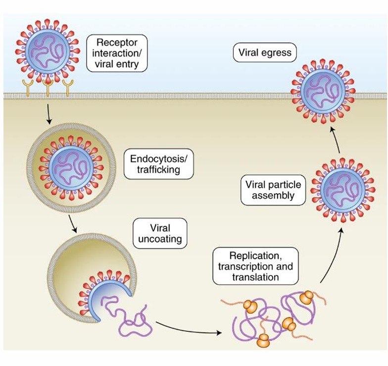 <p>1. Adsorption (attachment) <br>2. Penetration (entry) <br>3. Decapsidation (uncoating) <br>4. Eclipse phase (synthesis) <br>5. Assembly of new virion <br>6. Maturation <br>7. Egress and Envelope Formation <br>8. Viral Specificity– Receptors</p>