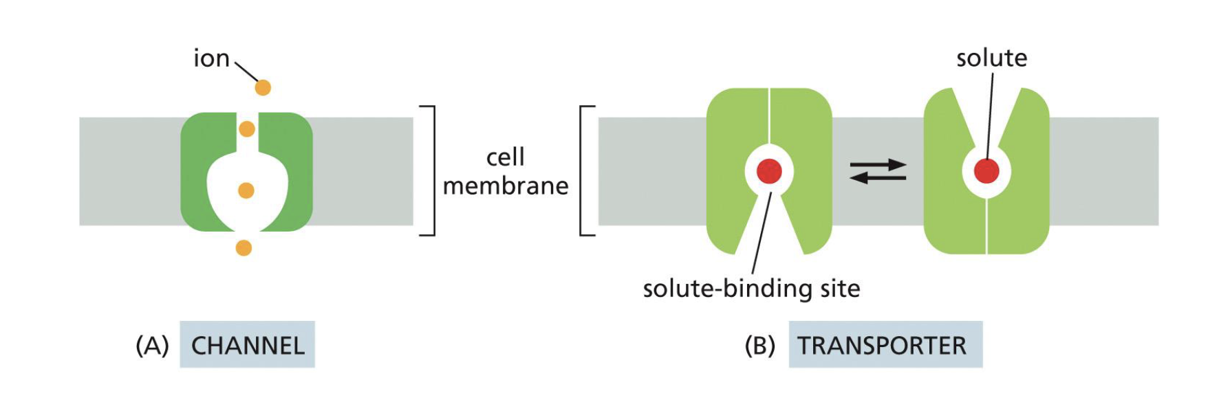 <ol><li><p>Channel Proteins </p></li><li><p>Transporter Proteins (aka. carrier proteins)</p></li></ol><p></p>