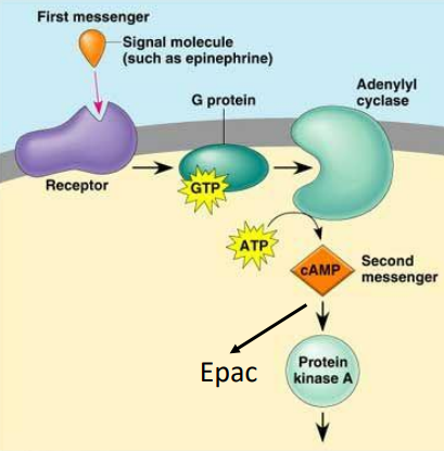 <p>G Protein Regulation:</p><ul><li><p>When GTP-Gas binds, it ___ the enzyme ___ ___ that converts ___ to ___</p></li><li><p>When GTP-Gai binds, it ___ the enzyme ___ ___</p></li><li><p>Then cAMP activates ___ ___ ___ (___) (a ___/___ (AA) ___) and ___-___-___-___-___-___ (___)</p></li></ul><p></p>