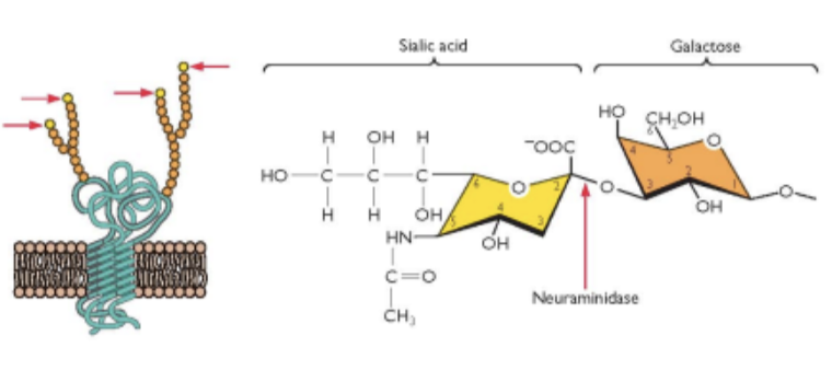 <p>sialic acid (SA)</p>