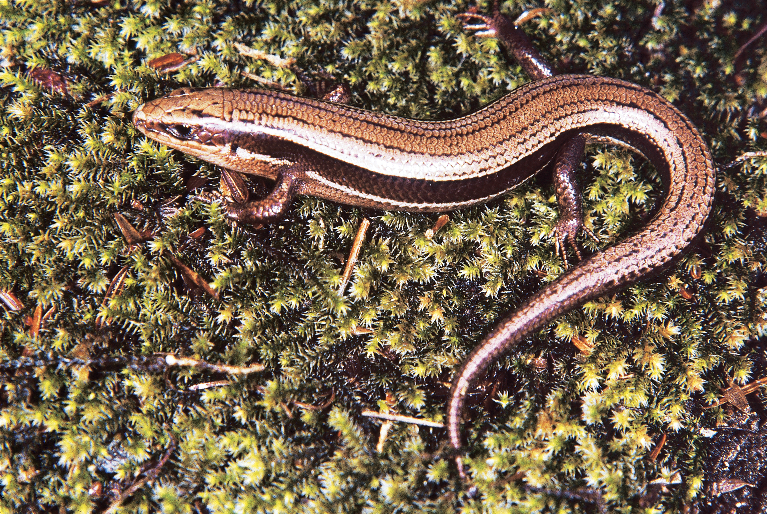 <p><span style="font-family: times new roman">Northern Coal Skink</span></p>