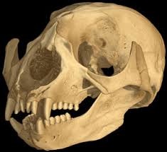 What animal does this skull belong to?