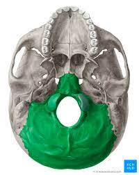 <p>base of the skull/back of the head</p>