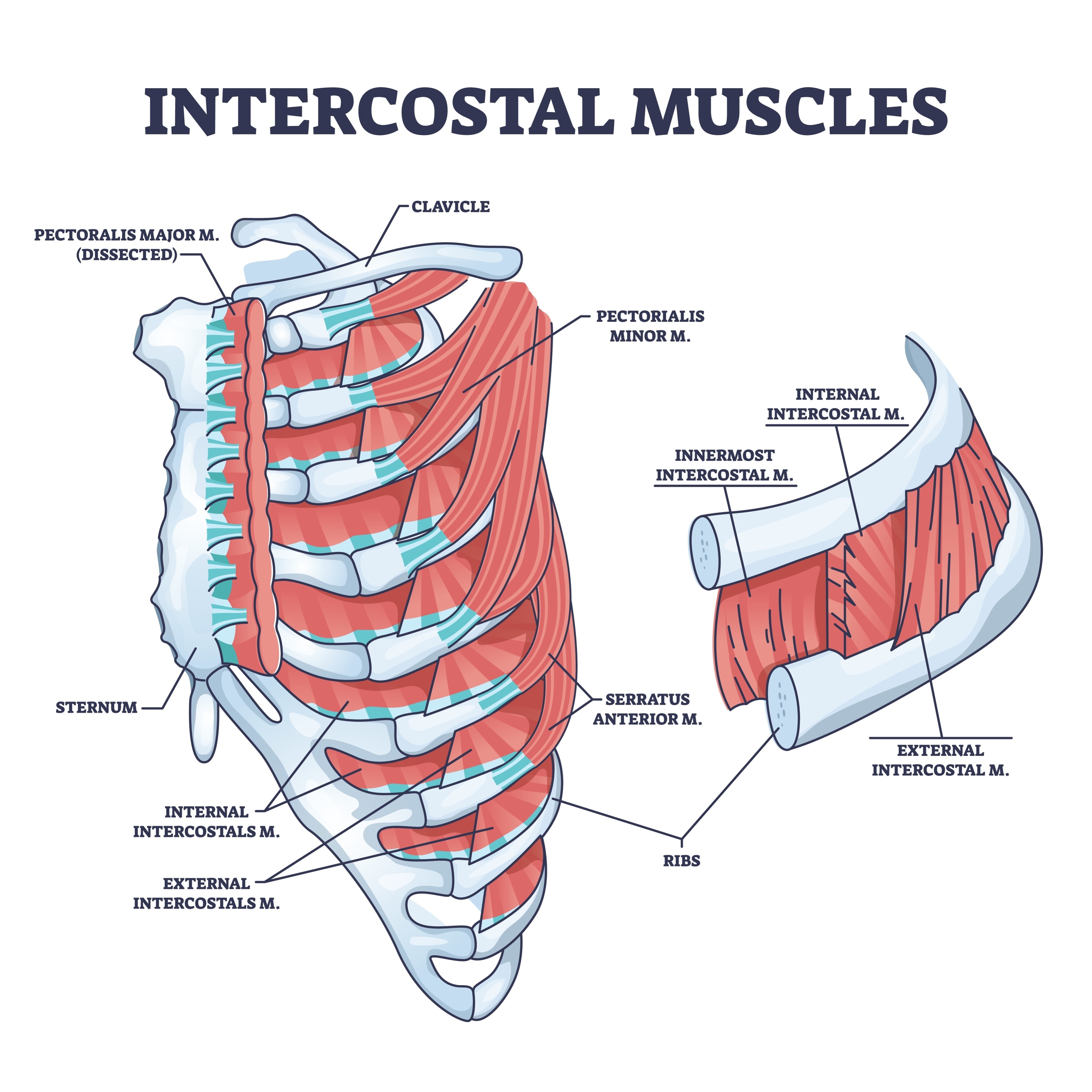 <p>The Diaphragm (main muscle) and the External Intercostal muscles</p>