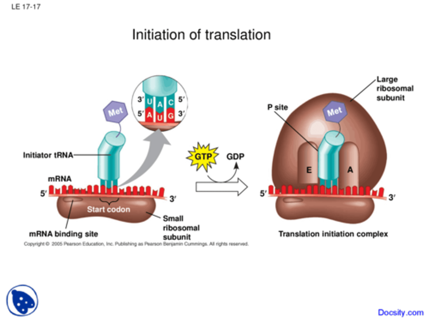 <p>GTP</p>