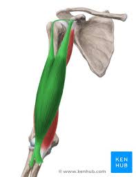 <p>origin: coracoid process and tubercle above glenoid cavity of scapula </p><p>insertion: radial tuberosity</p>