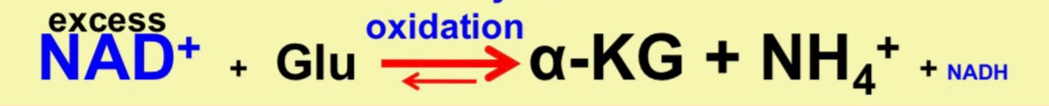 <ul><li><p>excess NAD+</p></li><li><p>NAD+&gt;&gt;NADH</p></li><li><p>NADH oxidation makes ATP in Mitochondria</p></li></ul>