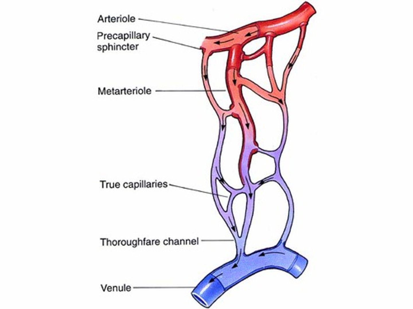 <p>Short vessels that link arterioles and capillaries</p>