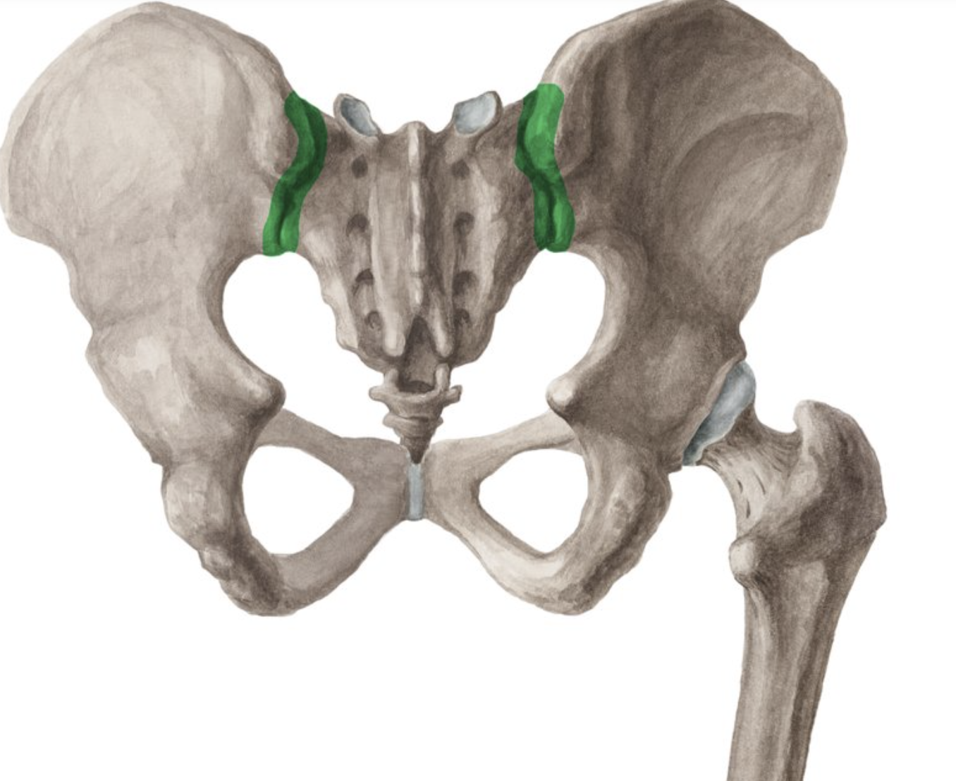 <p>interosseous sacroiliac joint</p>