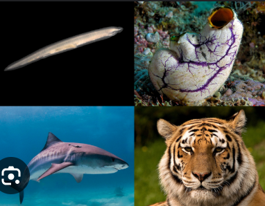 <p>everything else, humans - four principle features are dorsal nerve chord, notochord, pharyngeal slits and postanal tail at some stage of life, organs, complete digestive system </p>