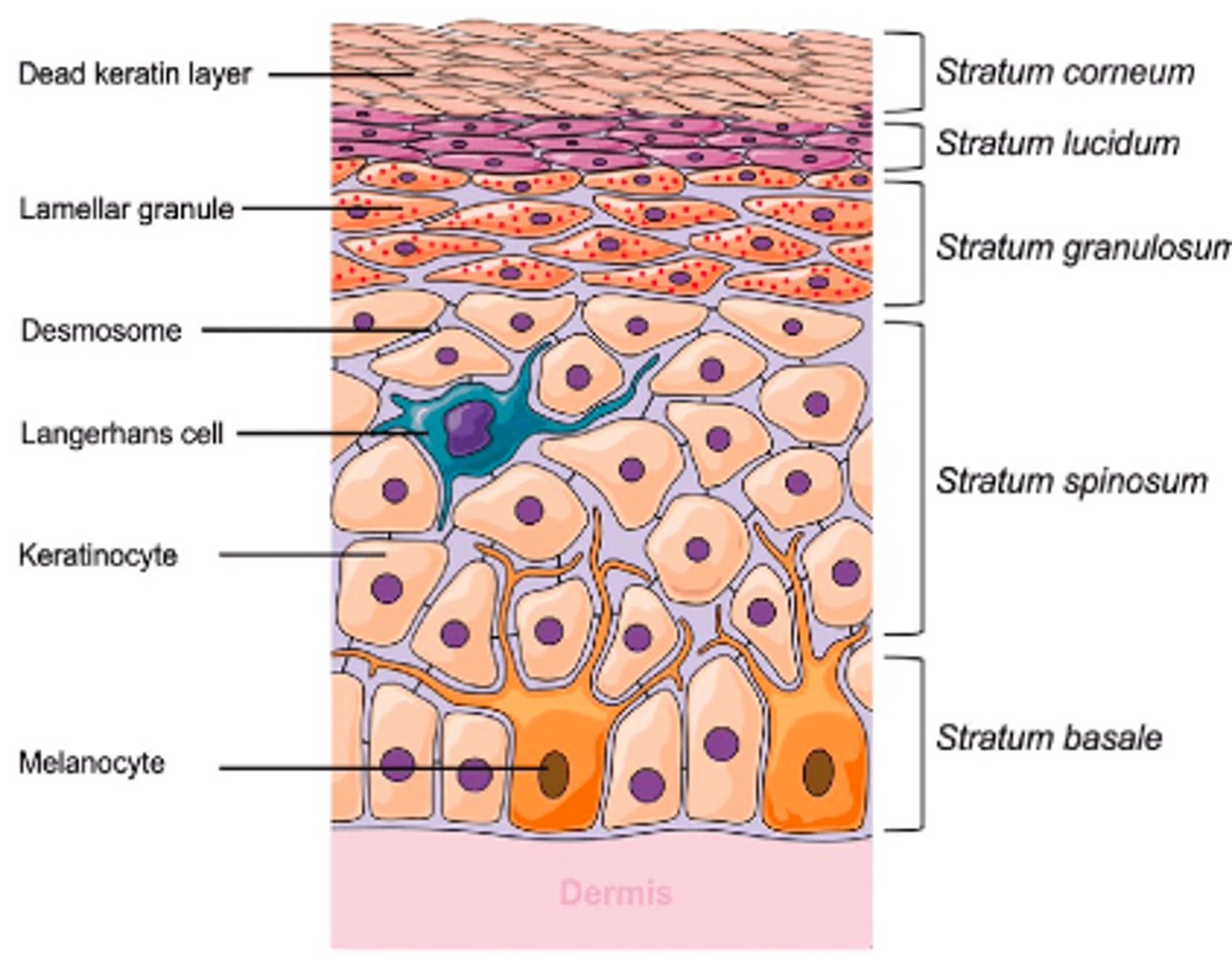 <p>1. stratum corneum</p><p>2. stratum lucidum</p><p>3. stratum granulosum</p><p>4. stratum spinosum</p><p>5. stratum basale</p><p>Camilla Likes Good Soft Bread</p>