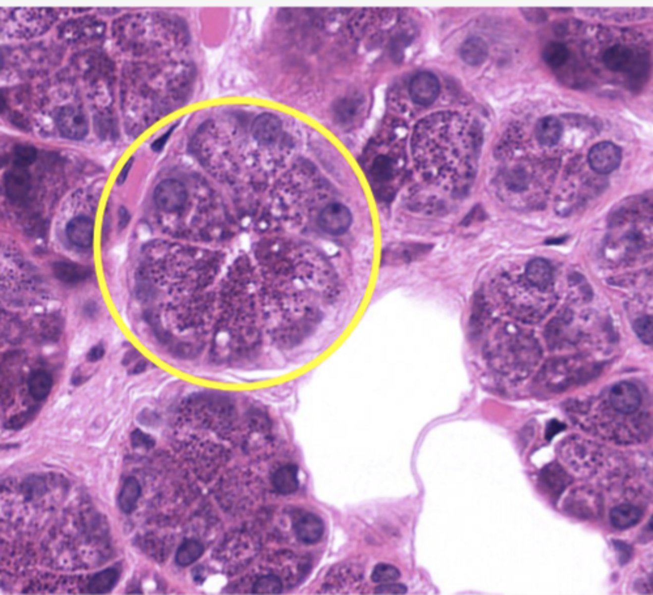 <p>Identify the specific structure</p>