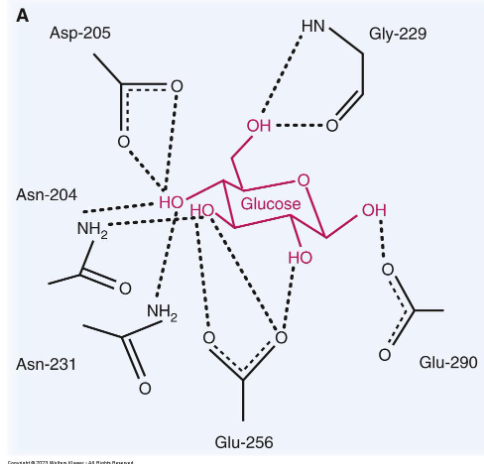 <p>very specific binding in enzyme active site, may weaken interactions and fail to bind ligand</p>