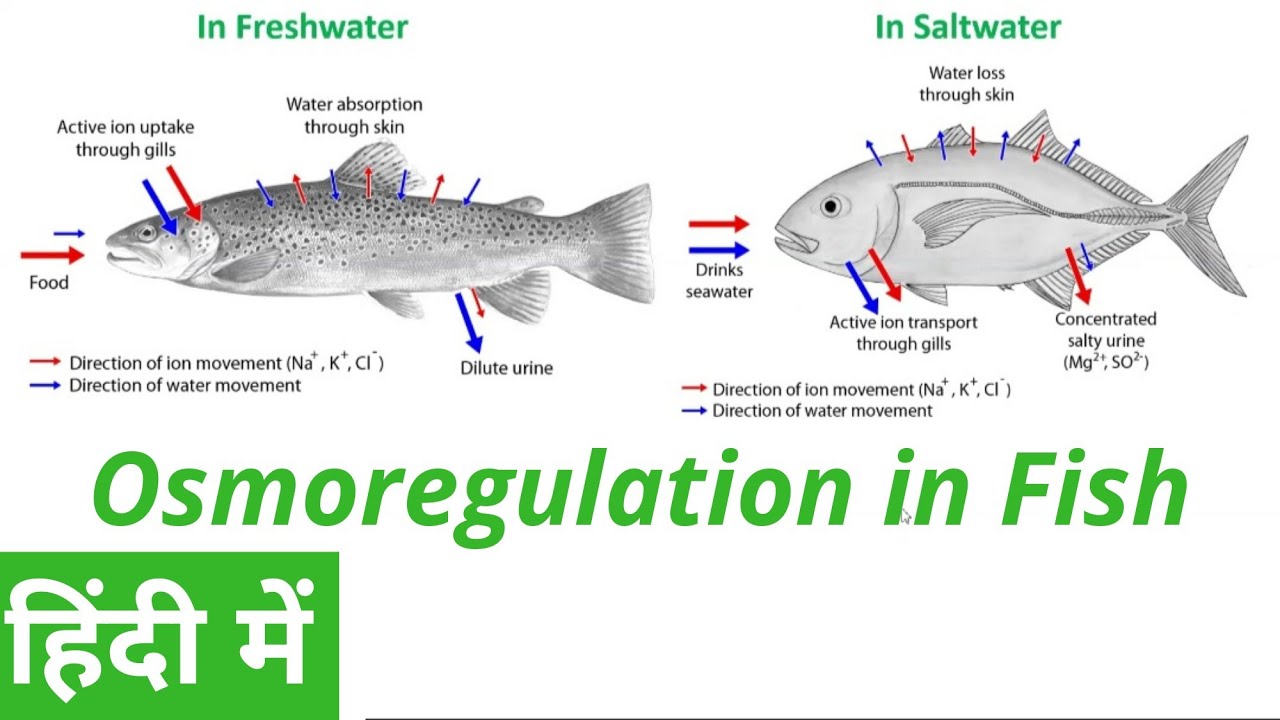<p>They are able to swap the location of their active transporter (what moves the electrolytes)</p><ul><li><p>Marine is located on the inside of the gill cells</p><ul><li><p>Electrolytes pushed <strong><u>out</u></strong> into water</p></li></ul></li><li><p>Freshwater is located on the outside of the gill cells</p><ul><li><p>Electrolytes pulled <strong><u>in</u></strong> from water</p></li></ul></li></ul><p></p>