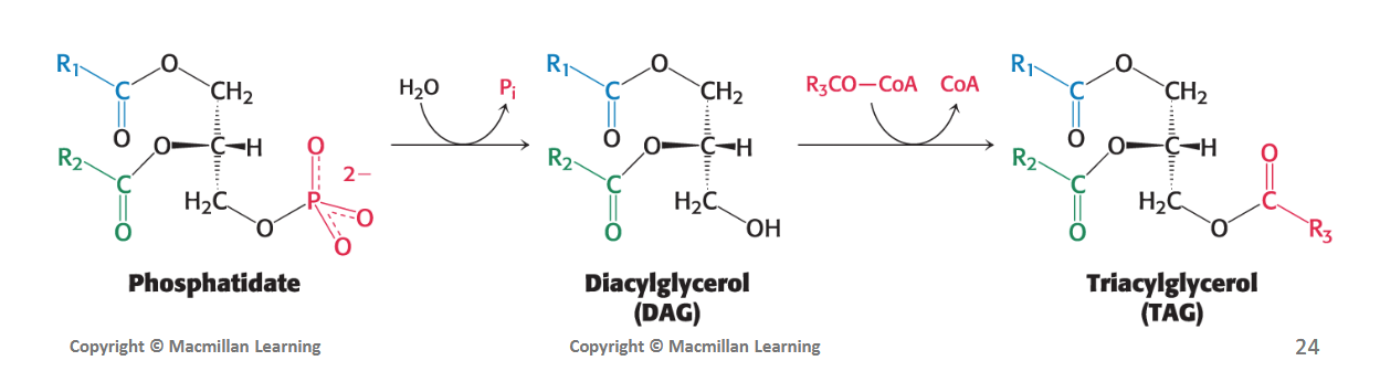 <p><strong>The phospholipid and triacylglycerol biosynthesis pathways <em>diverge at phosphatidate</em>.</strong></p><ul><li><p>In the synthesis of triacylglycerols, <strong><em>phosphatidic acid phosphatase (PAP) enzyme</em></strong> hydrolyzes phosphatidate (removing a Pi) to produce a <strong><em>diacylglycerol (DAG)</em>.</strong></p></li><li><p>This DAG intermediate is then acylated to a <strong><em>triacylglycerol (TAG)</em> </strong>by the addition of a third fatty acid chain. This final step is catalyzed by <strong><em>diglyceride acyltransferase</em></strong>.</p></li></ul><p></p>