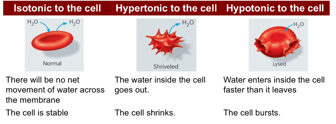 <p>There will be no net movement of water across the membrane The cell is stable</p><p>The water inside the cell goes out. The cell shrinks.</p><p>Water enters inside the cell faster than it leaves The cell bursts.</p>