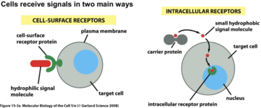 <p>Protein that accepts the ligand and moves the signal forward by changing shape in response to the presence of the ligand. After the ligand binds, the intracellular domain of an extracellular receptor protein changes shape initiating "transduction" of the signal.</p>