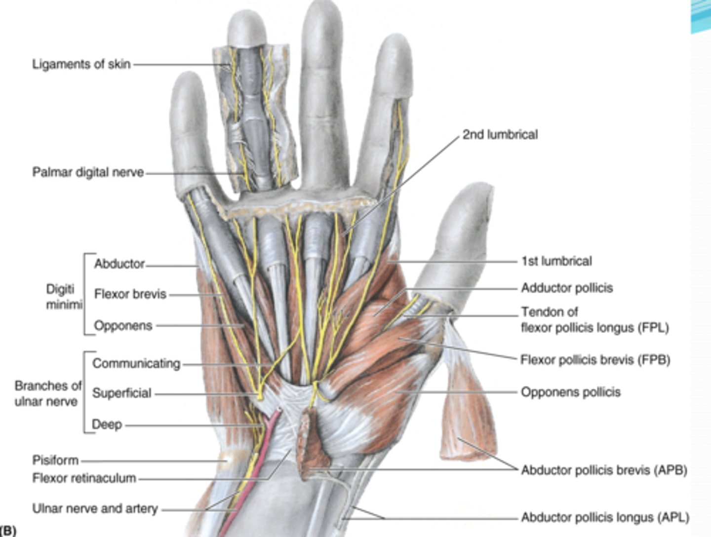 <p>-Flexes 1st digit (thumb)</p><p>-Median n. (C5 - T1)</p><p>-Medial to APB</p>