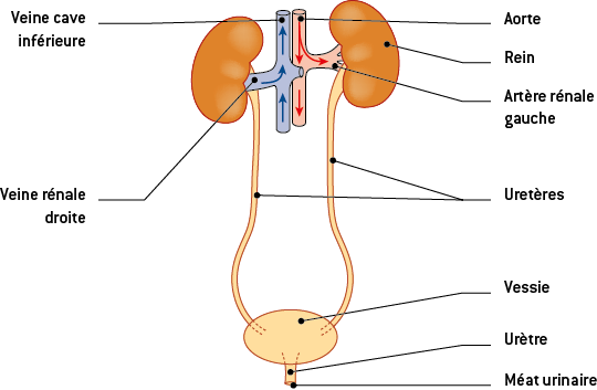 <ul><li><p>au DESSUS du pelvis (=bassin)</p></li><li><p>pair et bilatéral</p></li><li><p>constitué de reins</p></li><li><p>voie excrétrice supérieure : → intra rénale : calices + pelvis rénal → extrarénale : uretère</p></li></ul>