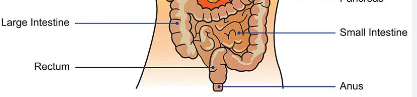 <p>an/o</p>