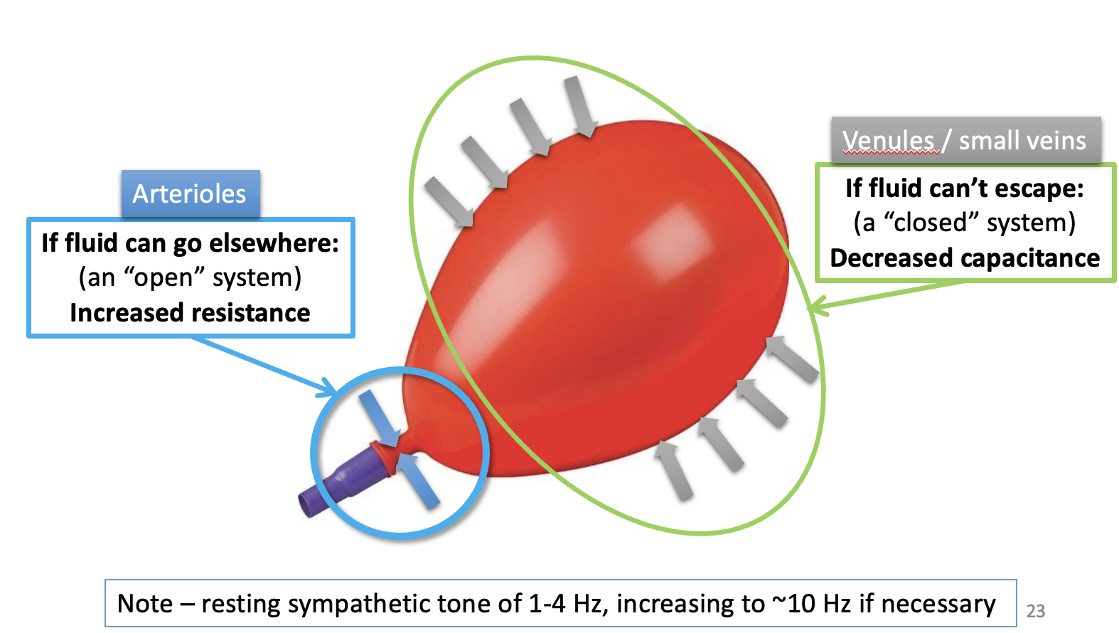 <ol><li><p>vasoconstriction→increases TPR</p></li><li><p>venoconstriction→ increases MSFP</p></li><li><p>redistribution of blood flow</p><ul><li><p>some organs receive little significant sympathetic vasoconstrictor innervation:</p><ul><li><p>arteries and arterioles supplying blain and heart</p></li><li><p>show little if<strong> any</strong>&nbsp;vasoconstriction during cardiovasuclar reflex responses</p></li></ul></li></ul></li></ol><p></p>