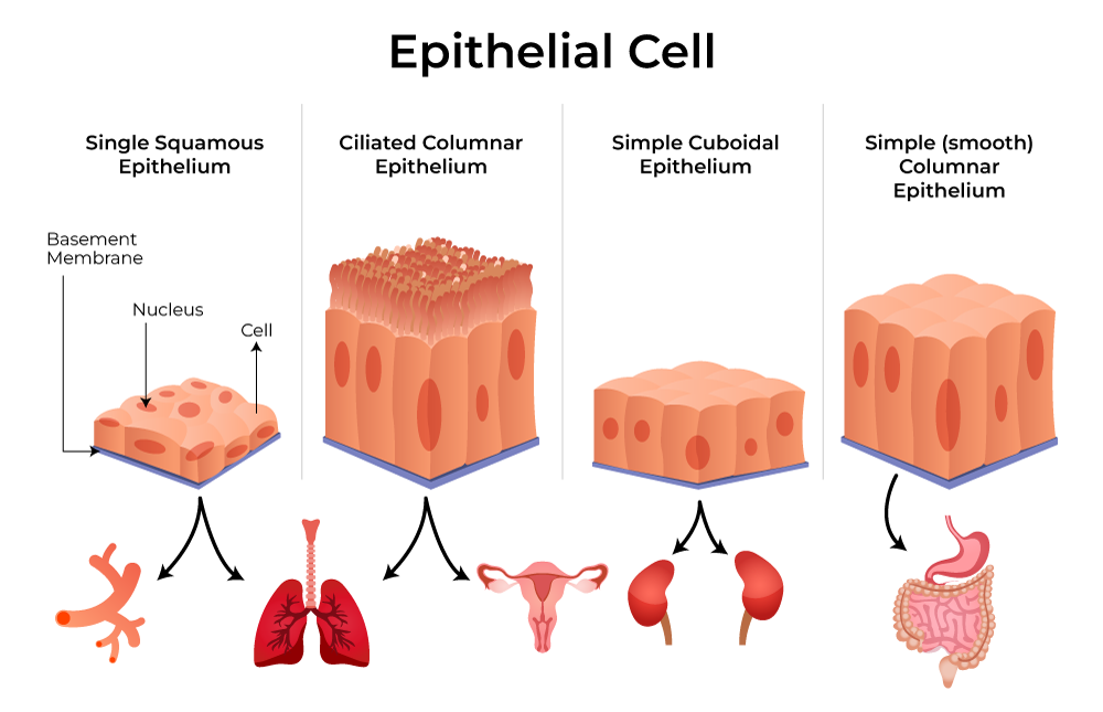 <p>Simple Epithelium tissue</p>