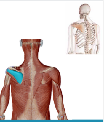 <p>Welke spier is dit</p>