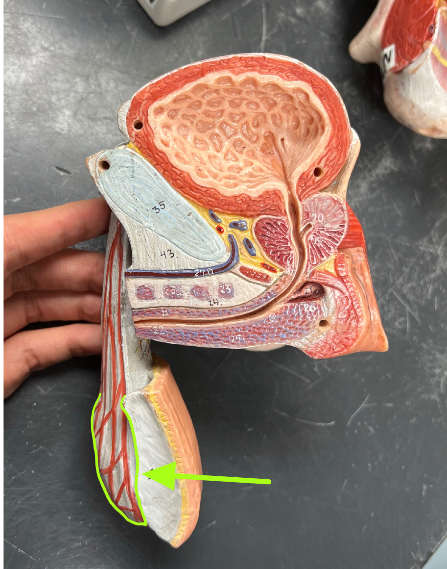 what is this?