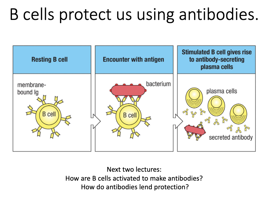 <ul><li><p>B cells protect via <strong>antibodies</strong>.</p></li><li><p>Activation → differentiation into <strong>plasma cells</strong> → antibody secretion.</p></li><li><p>Key questions:</p><ul><li><p>How do naïve B cells become activated?</p></li><li><p>How do they produce antibodies?</p></li><li><p>How do antibodies neutralize pathogens?</p></li></ul></li></ul><p></p>