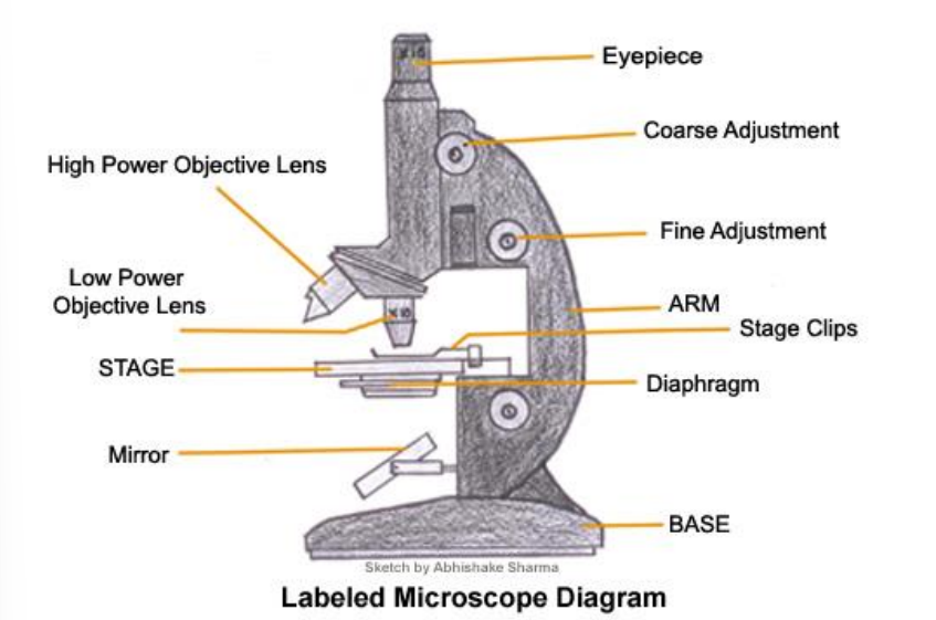 <ul><li><p>Eyepiece/Objective lens</p></li><li><p>Stage</p></li><li><p>Light/Mirror</p></li><li><p>Coarse Focus Wheel</p></li><li><p>Fine Focus Wheel</p></li><li><p>Diaphragm/condenser</p></li></ul><p></p>