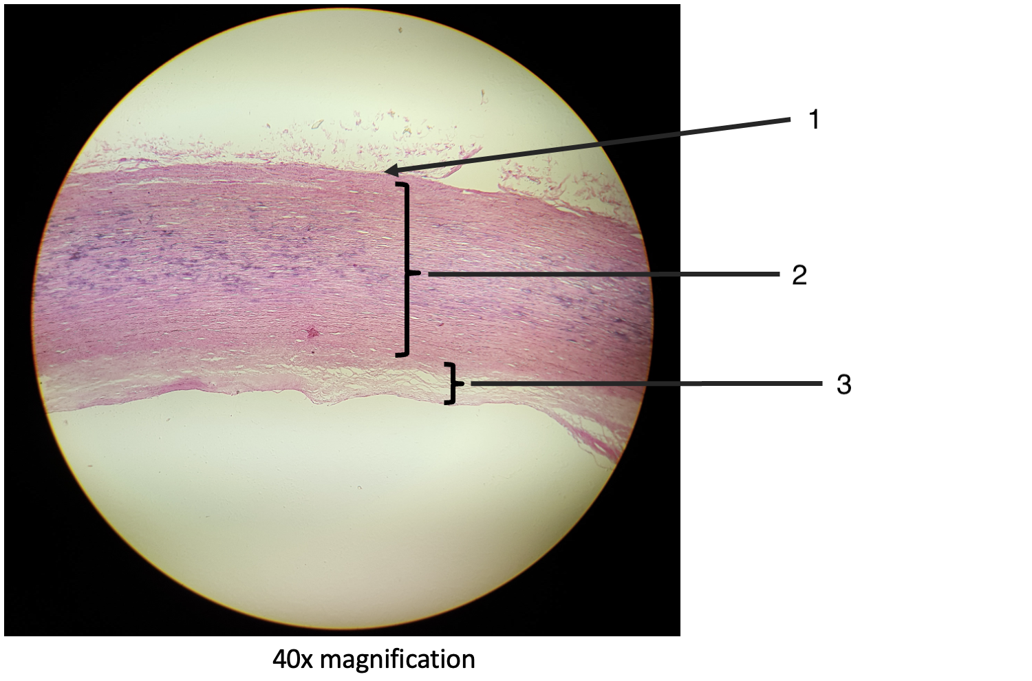 <p>What is this slide showing?</p>