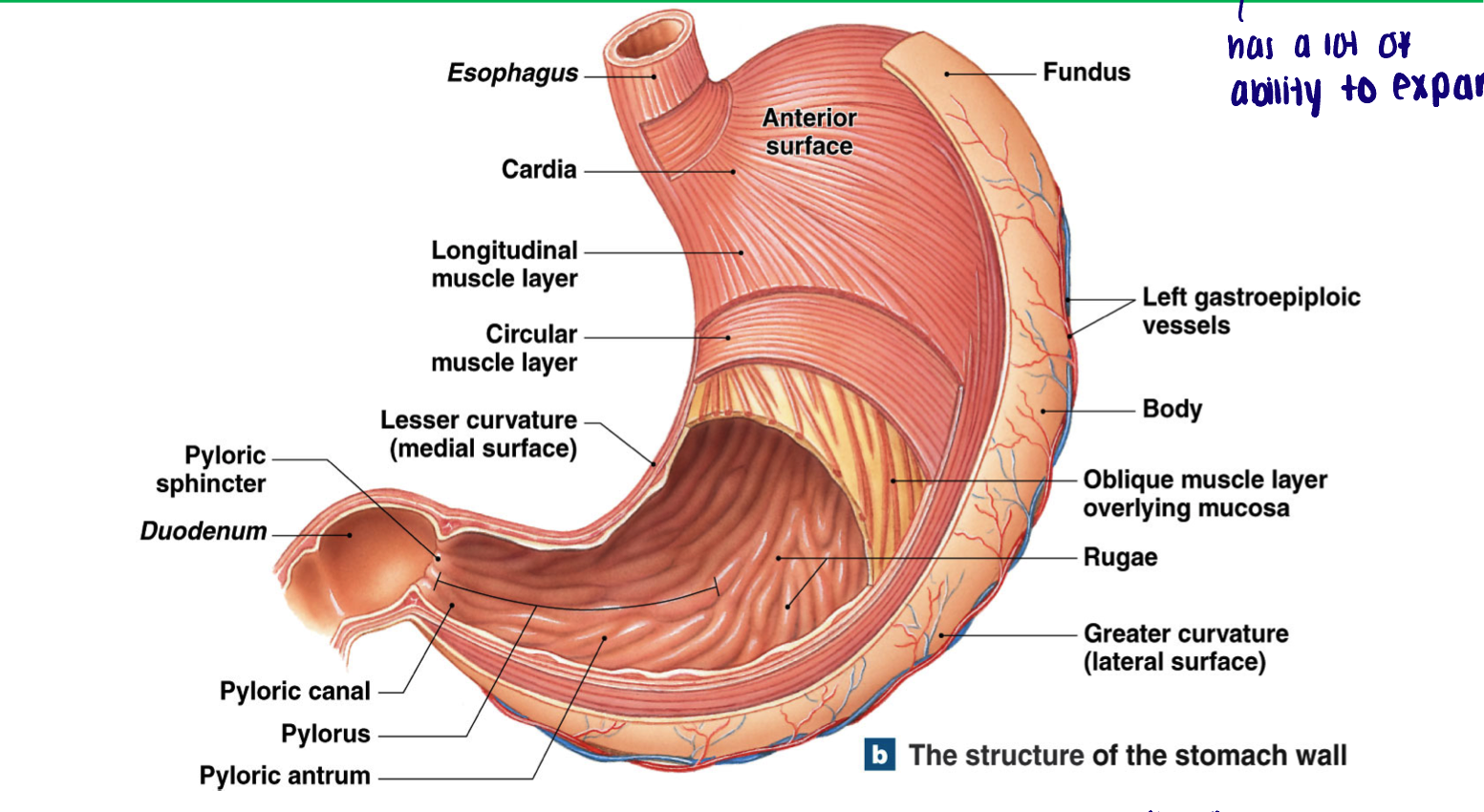 <ul><li><p>Cardia: near esophageal entrance; mucus cells </p></li><li><p>Fundus: superior portion (rounded end)</p></li><li><p>Body: major portion of stomach; mixing tank</p></li><li><p>Pylorus: area adjacent to duodenum; mucus and hormones </p></li></ul><p></p>