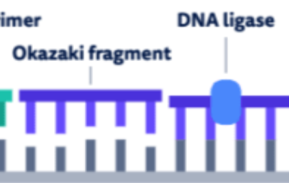 <p>joins the okazaki fragments, forming a continuous DNA strand</p><p>acts like glue for the okazaki fragments</p>