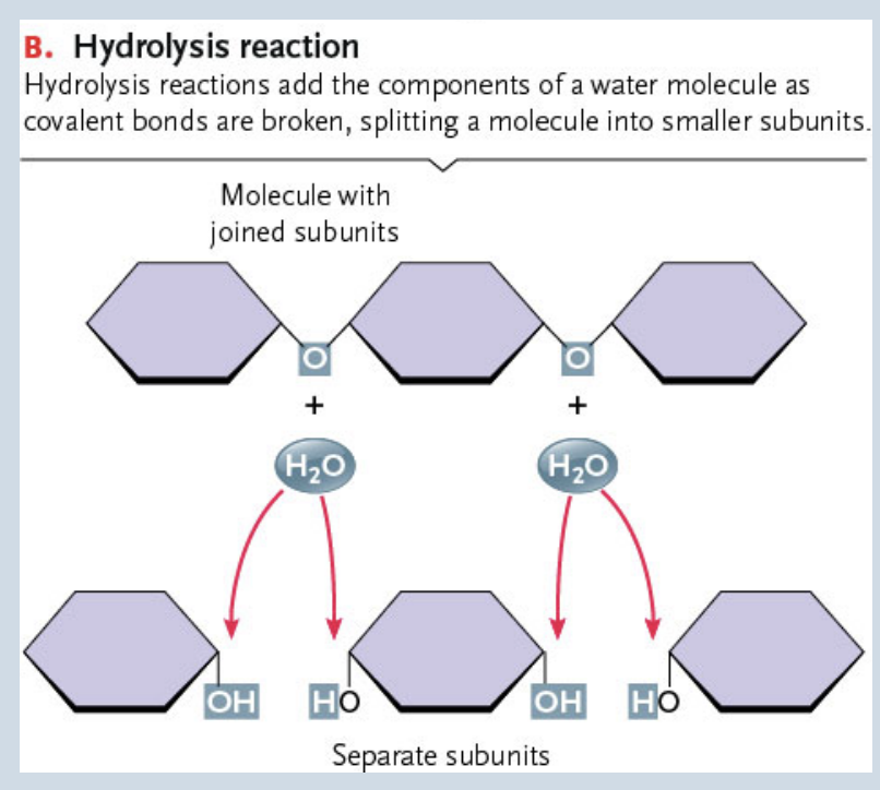<p>Hydrolysis</p>