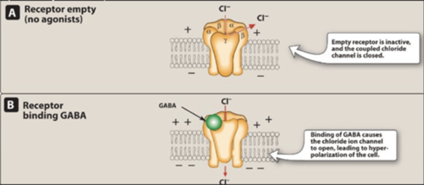 <p>• Anxiety associated with reduced GABAA receptors in left temporal lobe of cortex</p><p>• ↓ inhibitory GABA = ↑ excitation</p>