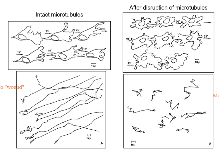 <p>Cells, which usually move in relatively uniform paths towards their target location, will move erratically<em> not</em> towards their location (usually). It also depolarizes the cell; cells cann'ot tell their rear from their front!</p>