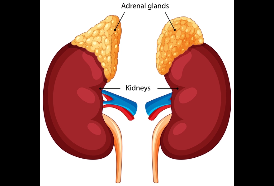 <p>Two bean shaped glands located atop the kidneys. </p>