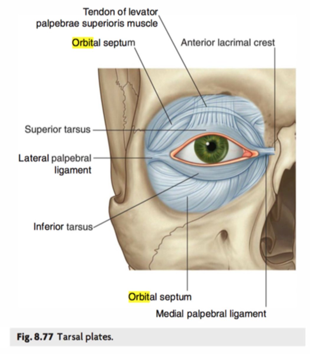 <p>Connective tissue barrier separating eyelids from orbit, prevents facial infections spreading inward, holds orbital fat in place.</p>
