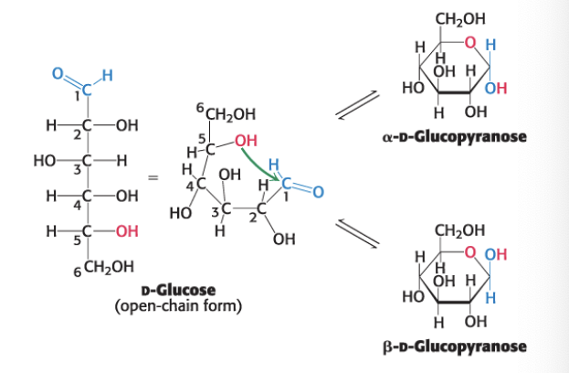 <p>pyranose</p><ul><li><p>called pyranose b/c of similarity to pyran</p></li><li><p>anomers = isomers that differ at a new assymmetric carbon formed on ring closure (alpha &amp; beta)</p></li></ul><p></p>