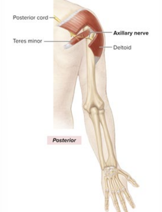 <ul><li><p>STAYS within armpit</p></li><li><p>innervates deltoid and teres minor</p></li><li><p>medial part of the “Y”</p></li></ul><p></p>