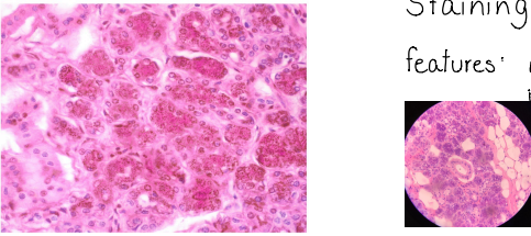 <p>Secretory granules</p><p>staining : hematoxylin - eosin</p><p>features : red granules in the apical part, divided into segments, blue nucleus</p>