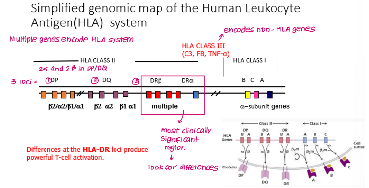 <p>3 loci in D region</p><ul><li><p>HLA-DP (a1, a2, b1, b2)</p></li><li><p>HLA-DQ (a1, a2, b1, b2)</p></li><li><p>HLA-DR (DRa, DRb)</p></li></ul><p></p>