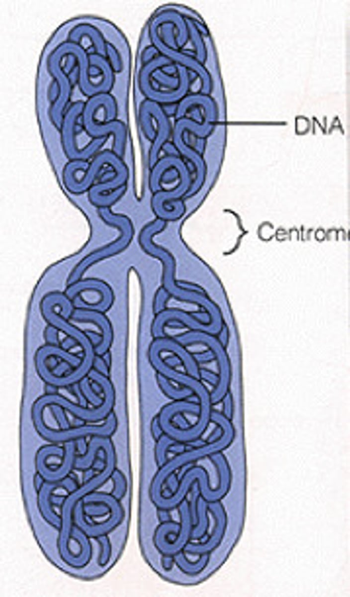 <p>threadlike structures made of DNA molecules that contain the genes</p>